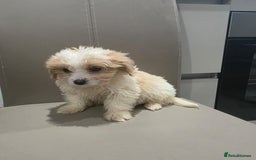 Cavachon dogs for sale: Cavachon puppies  - Advert 8