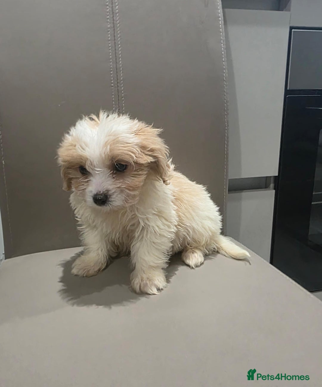 Cavachon dogs for sale: Cavachon puppies  - Advert 8