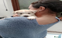 Pomsky dogs for sale: Adorable Blue Eyed 🐾 Long Eared Pomskies  - Image 12
