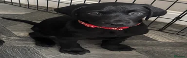 Labrador Retriever 3