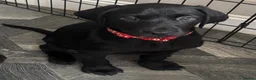 Labrador Retriever dogs for sale: READY FOR THEIR FOREVER HOMES EXCELLENT KC LABS - Advert 7