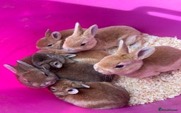 Rex rabbits for sale: 1 beautiful mini Rex left - Image 10