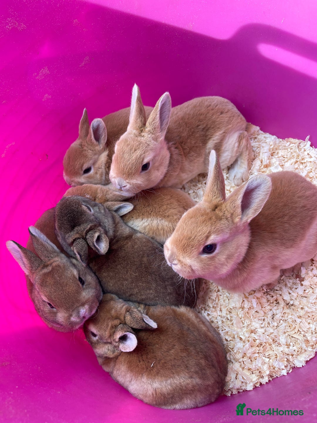 Rex rabbits for sale: 1 beautiful mini Rex left - Image 10