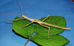 Stick Insects invertebrates for sale: Green Bean Stick Insects x 6 Diapherodes gigantea - Image 2