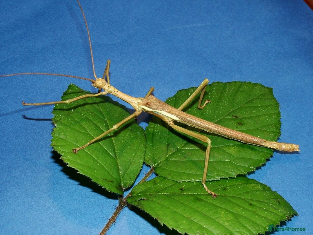Stick Insects invertebrates for sale: Green Bean Stick Insects x 6 Diapherodes gigantea - Image 2