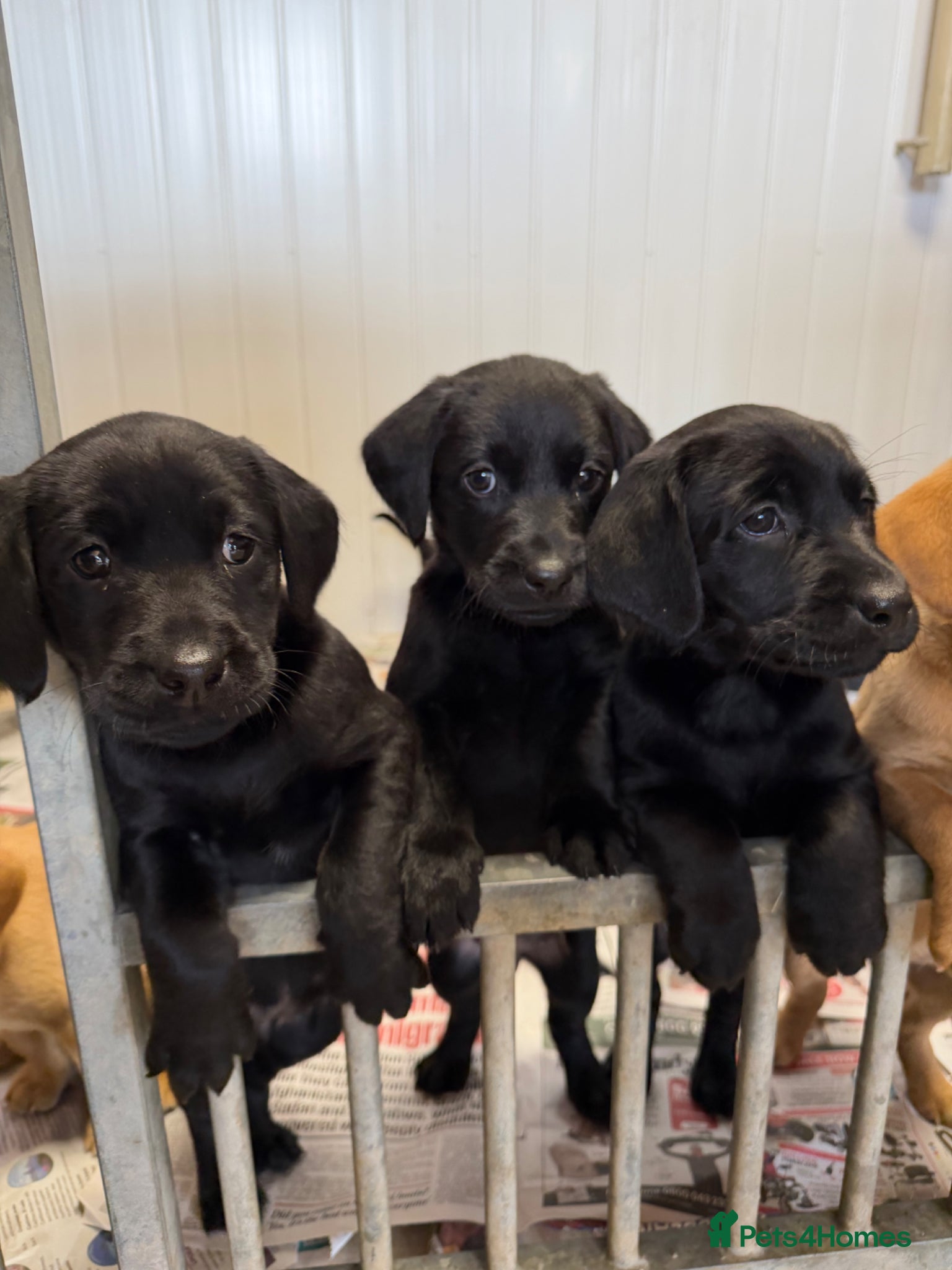 Labrador Retriever dogs  Fabulous KC reg black male Labrador pup for sale - Advert 2