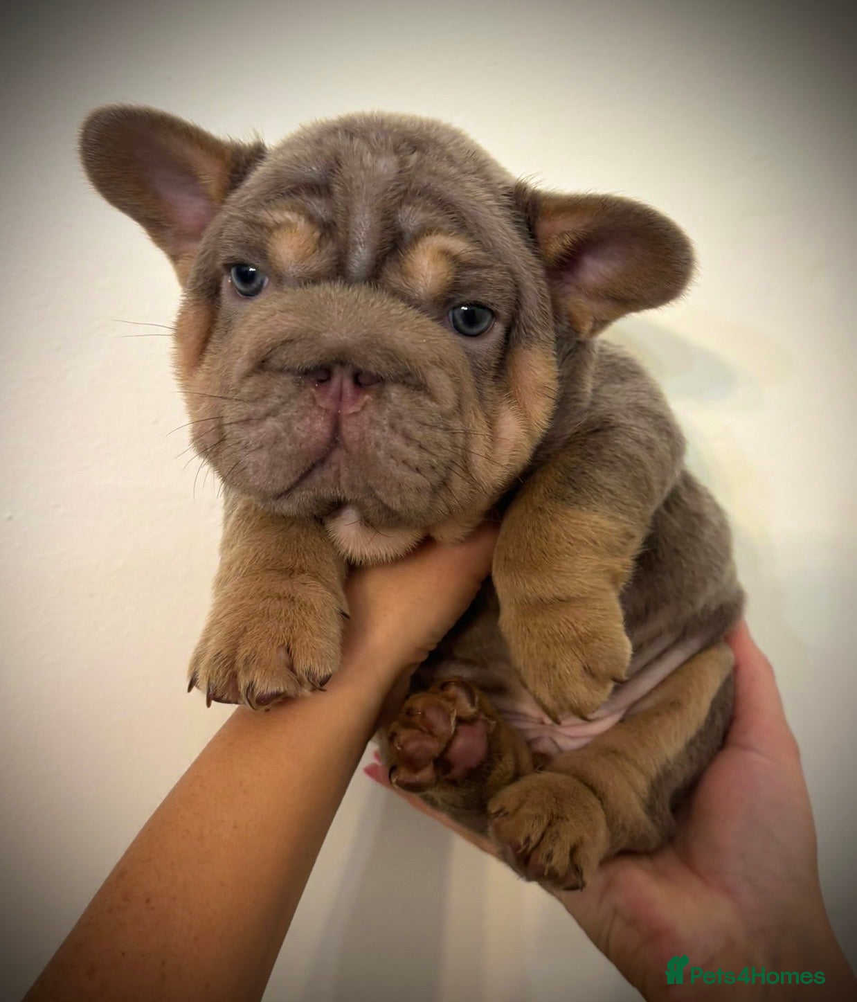 French Bulldog dogs French bulldog puppies - Advert 6