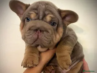 French Bulldog dogs French bulldog puppies - Advert 6