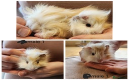 Guinea Pig rodents for sale: Cute Guinea Pups - Image 5