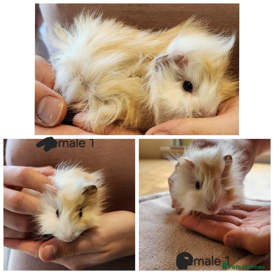 Guinea Pig rodents for sale: Cute Guinea Pups - Image 5