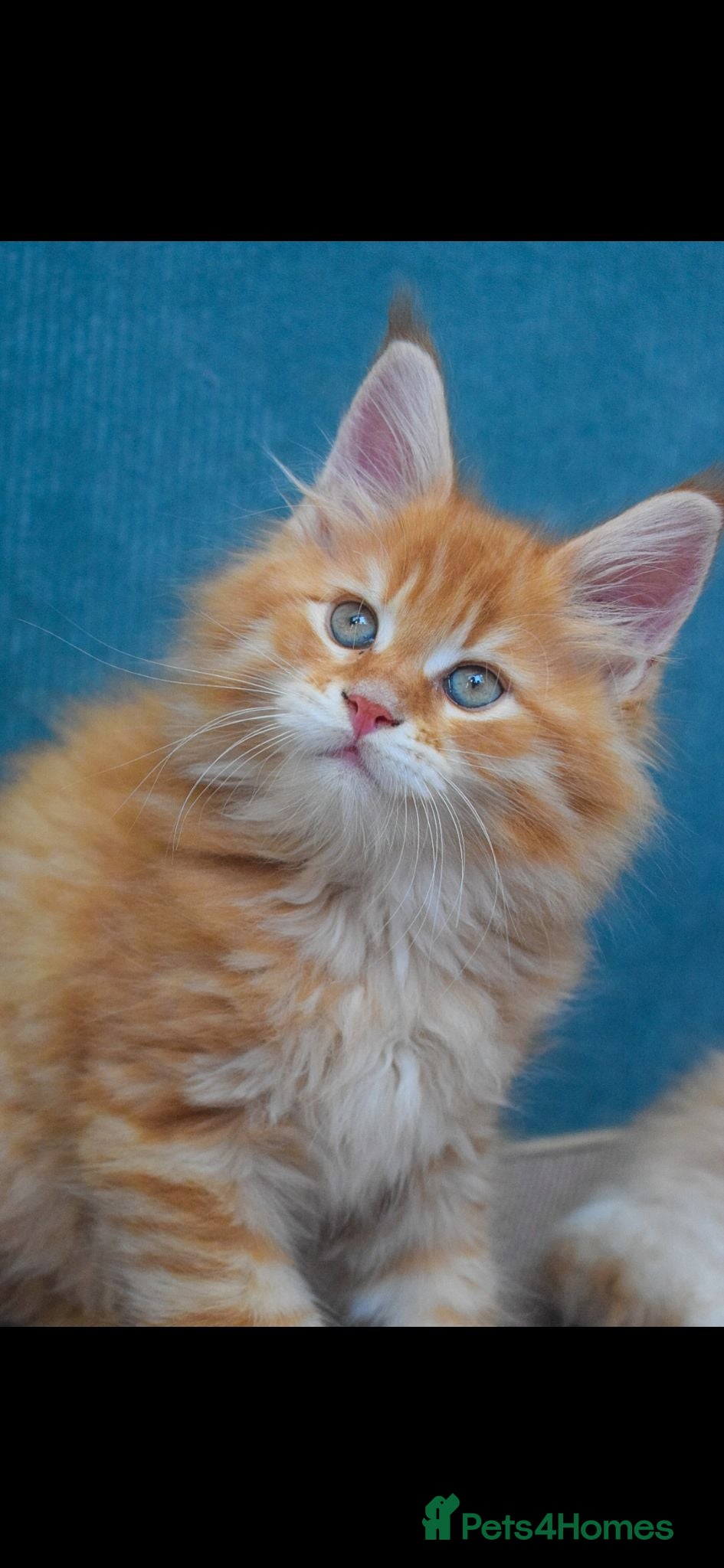 Maine Coon cats RED tabby Maine coon MALE - Advert 1