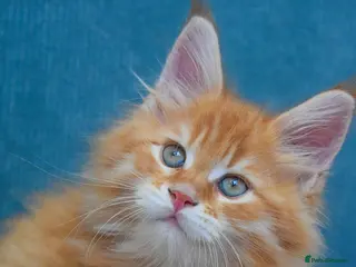 Maine Coon cats RED tabby Maine coon MALE - Advert 5