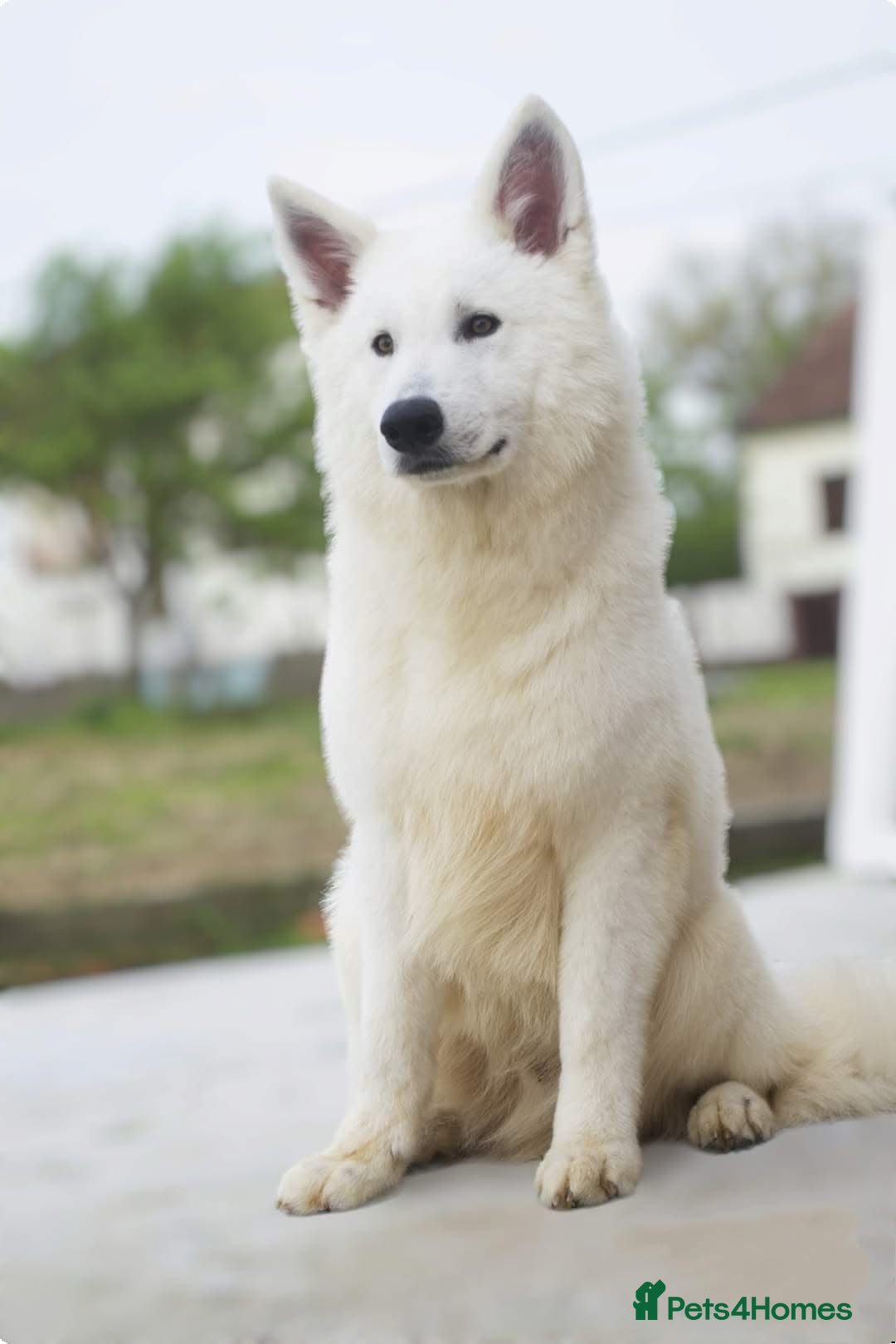 White Swiss Shepherd dogs for sale: KC World Champion Line White Swiss Shepherds - Image 1