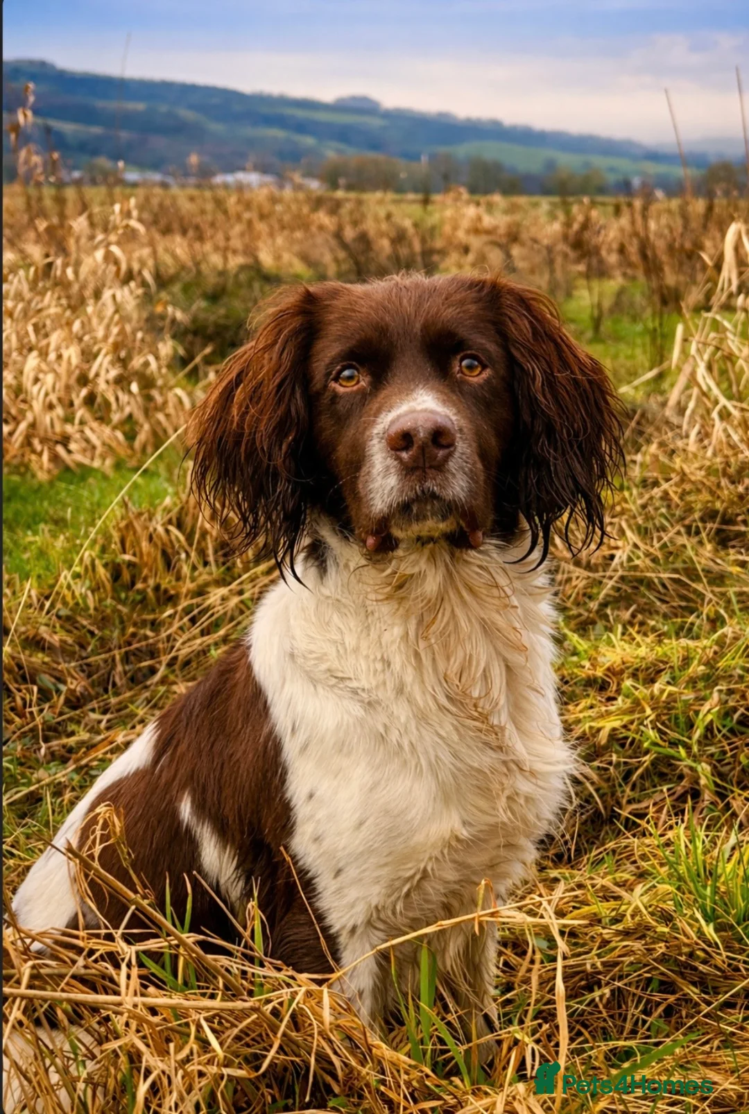 English Springer Spaniel dogs for stud: Stunning KC registered working line ESS in Lancaster - Advert 2