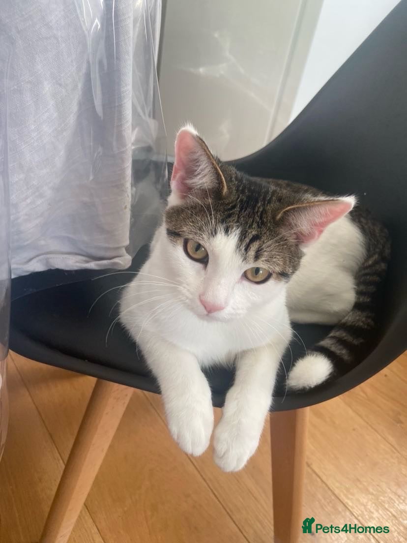 Mixed Breed cats Distinguished Young Gentleman  - Advert 16