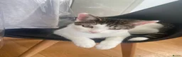 Mixed Breed cats for sale: Distinguished Young Gentleman  - Advert 1