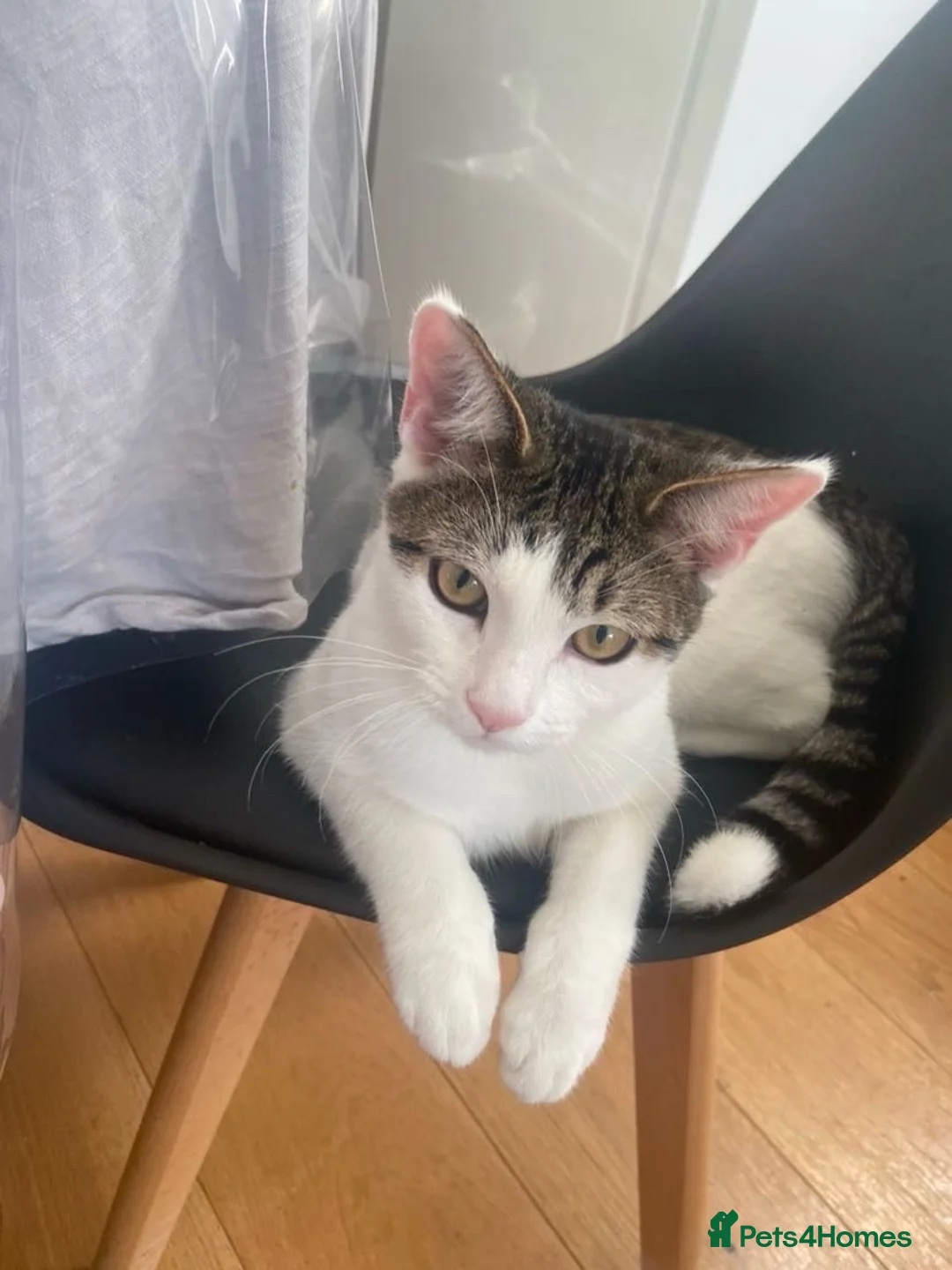 Mixed Breed cats for sale: Distinguished Young Gentleman  - Advert 1