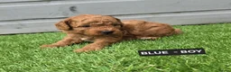 Toy Poodle dogs for sale: STUNNING RED KC TOY POODLE 🤩🐶 - Advert 18