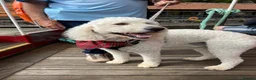 Goldendoodle dogs for sale: 🐾 Beautiful Multi-Gen Goldendoodle Puppies in Clacton-on-Sea - Advert 3