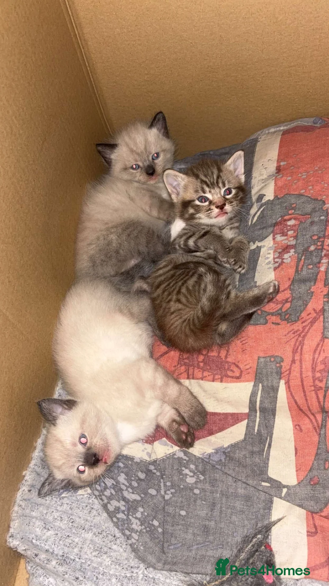 Mixed Breed cats for sale: 3 Gorgeous kittens  in Southampton - Advert 1