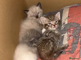 Mixed Breed cats 3 Gorgeous kittens - Advert 9