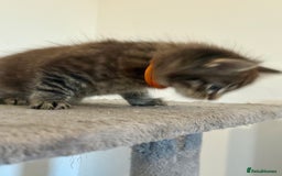 British Longhair cats for sale:  British longhair kittens 3 male 1 female  - Image 16