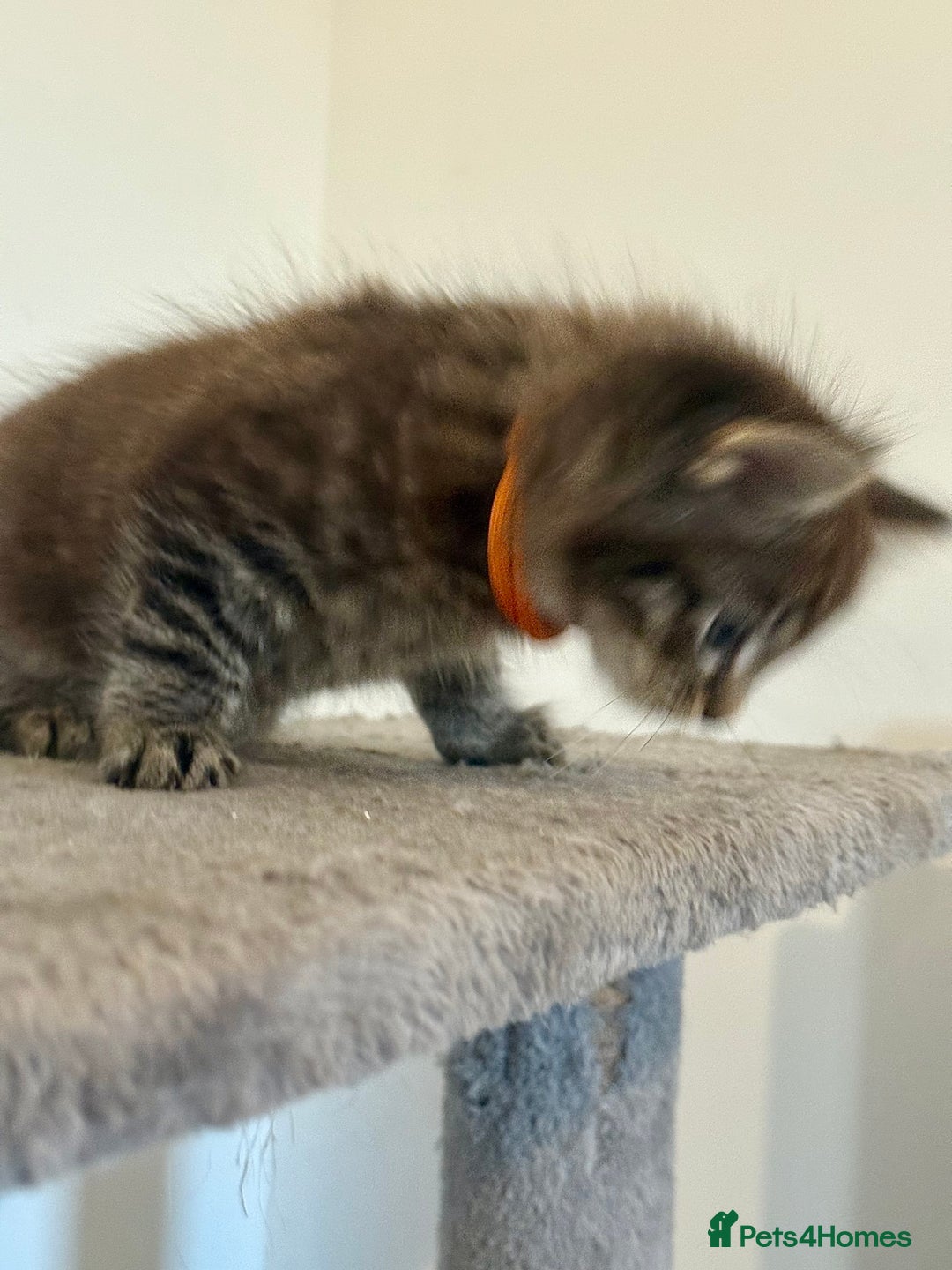 British Longhair cats for sale:  British longhair kittens 3 male 1 female  - Image 16
