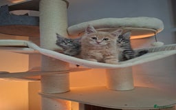 Maine Coon cats for sale: Xxl  full  mainecoon  kittens  in Crawley - Image 4