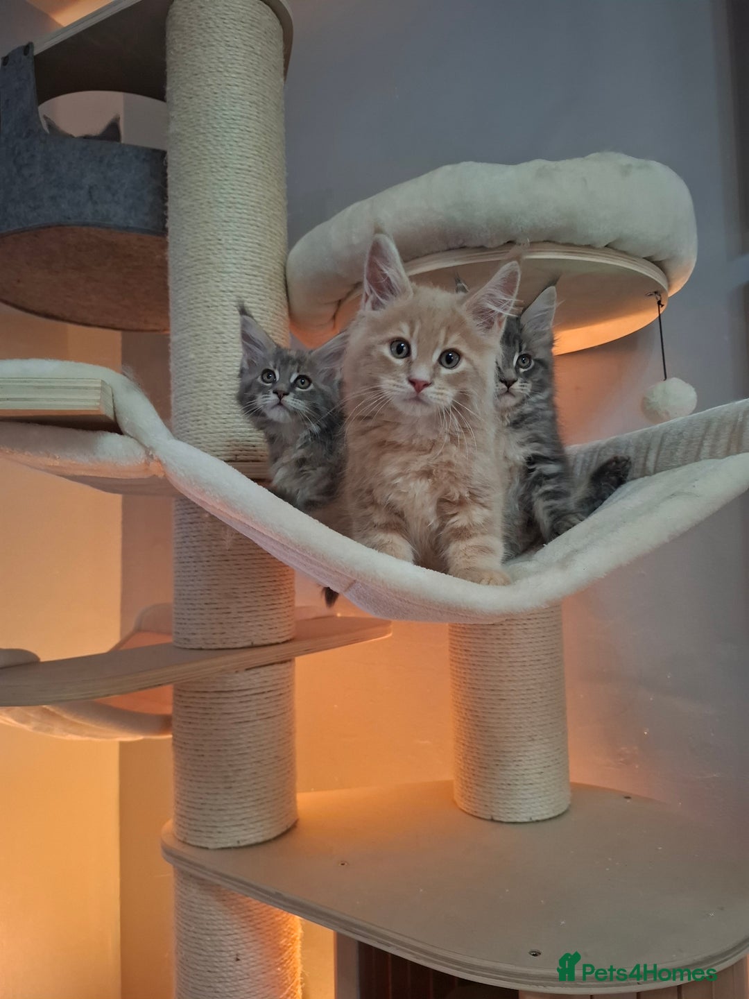 Maine Coon cats for sale: Xxl  full  mainecoon  kittens  in Crawley - Image 4
