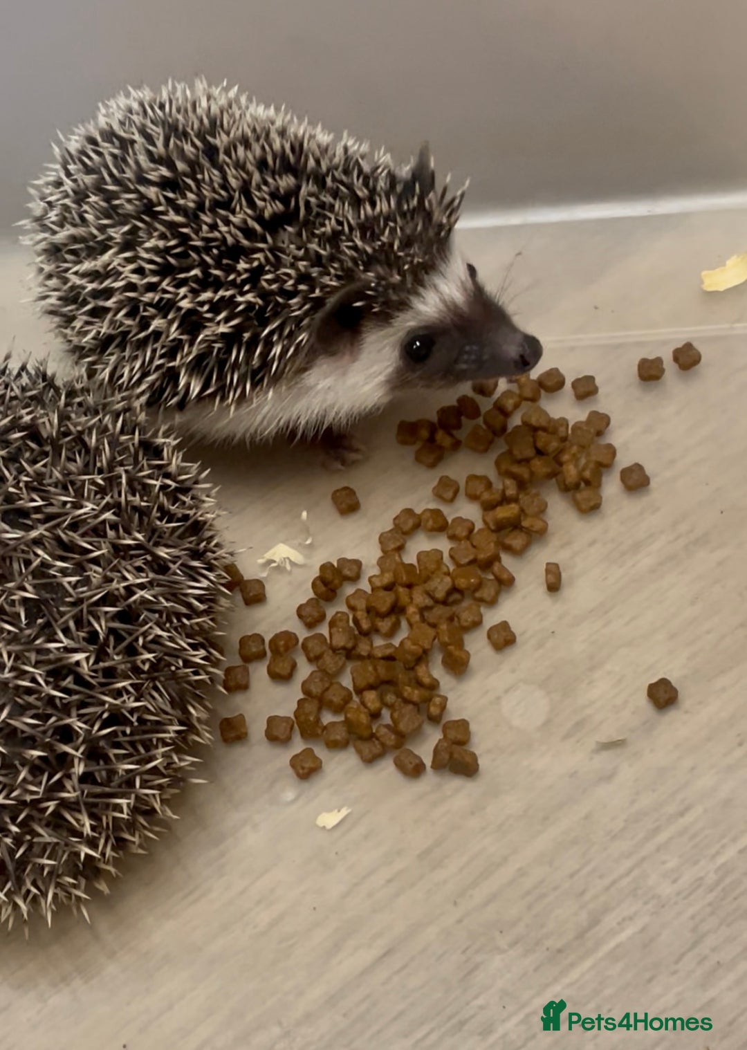 Pygmy Hedgehog rodents for sale: Beautiful Male & Female APH Baby Hedgehogs   - Advert 2