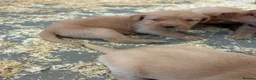 Labrador Retriever dogs for sale: 5 kc Labrador pups ready now  - Advert 14