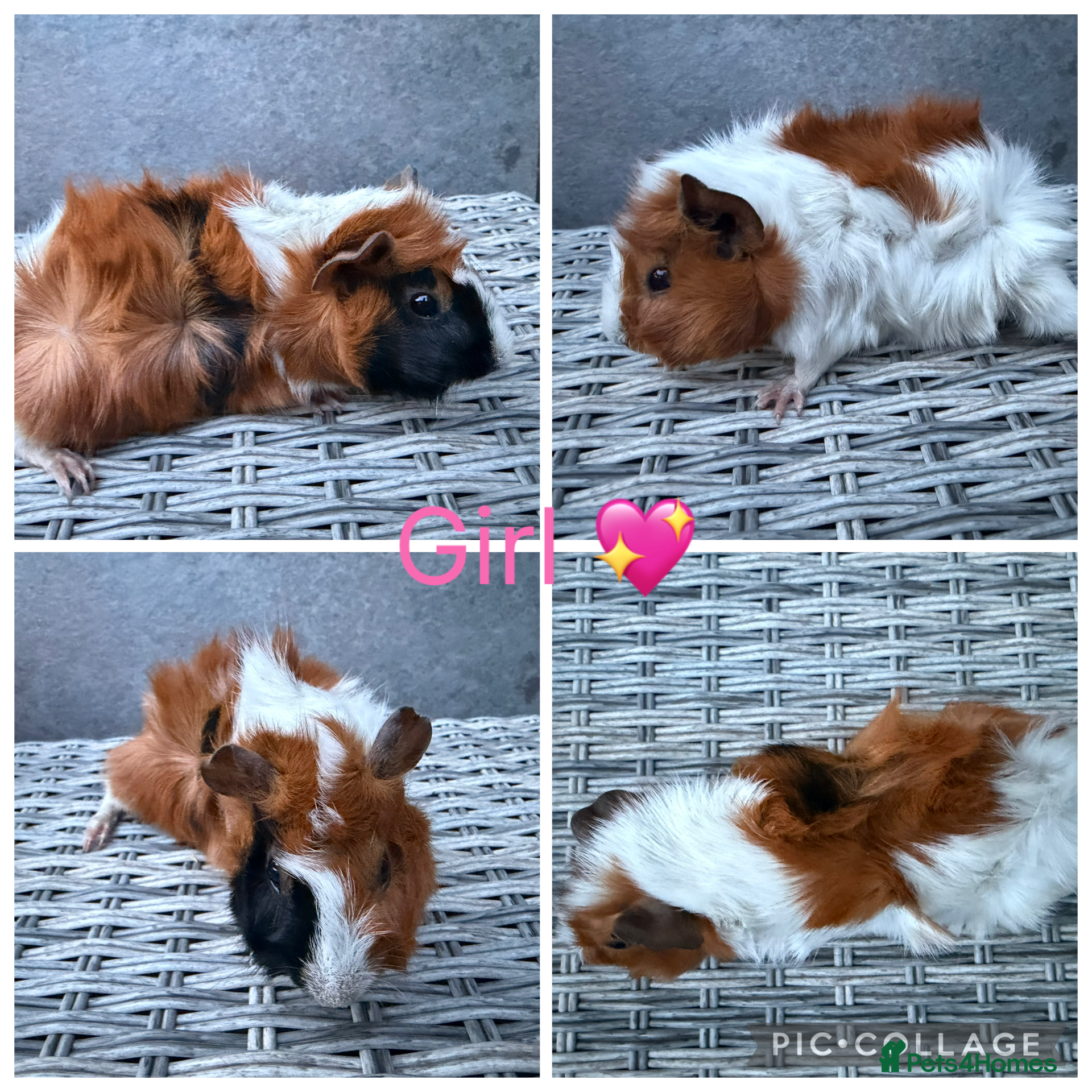 Guinea Pig rodents 7 Male 10 Female Guinea pigs(Funky,smooth,Abby) - Advert 3