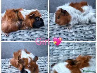 Guinea Pig rodents 7 Male 10 Female Guinea pigs(Funky,smooth,Abby) - Advert 3