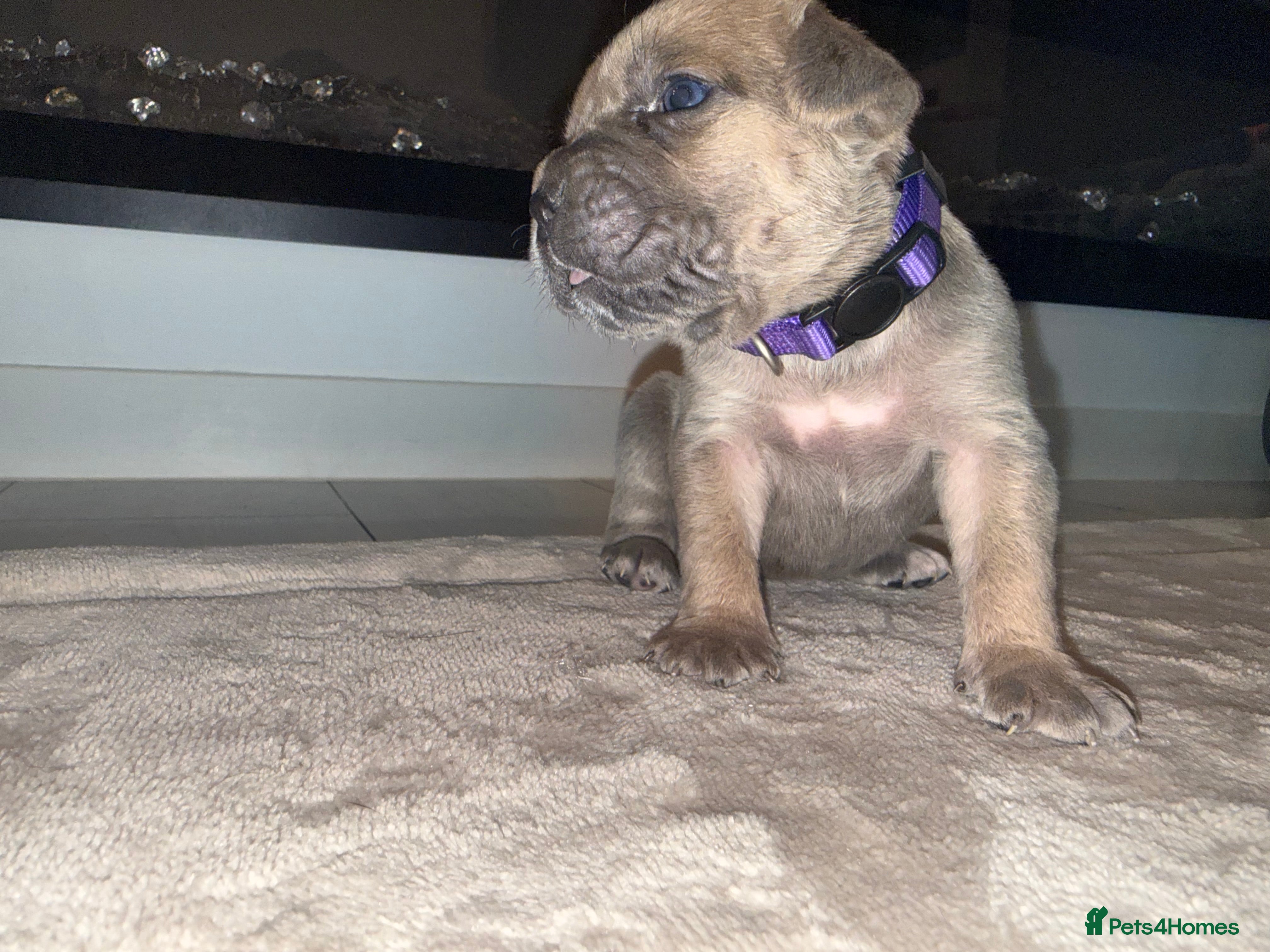 Cane Corso dogs ICF/ICCF Champion 6th GENERATION Cane Corso pups - Advert 13