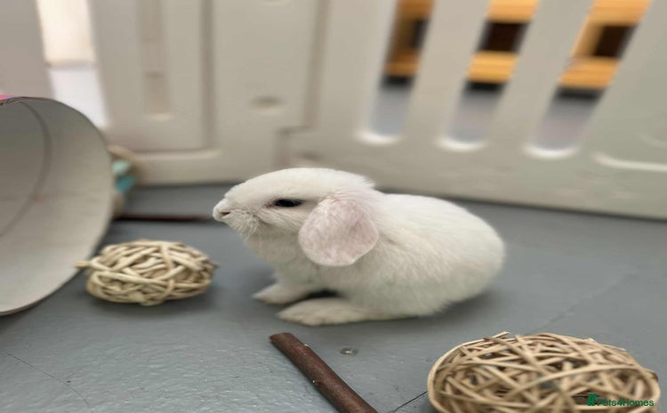 Mini Lop rabbits - Advert 5