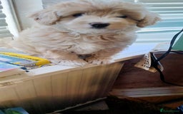 Cavachon dogs for sale:  🐾 Cavapoochon Puppies! 🐾 - Image 12