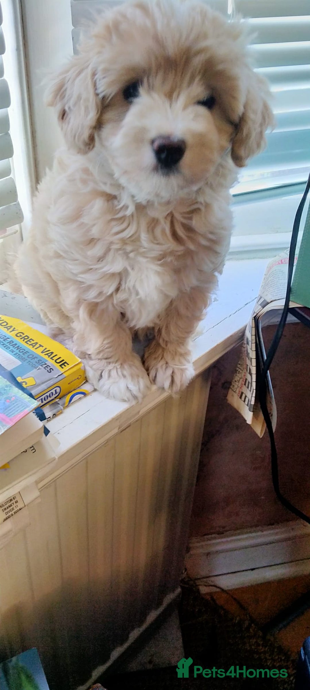 Cavachon dogs for sale:  🐾 Cavapoochon Puppies! 🐾 - Image 12