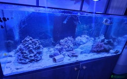 Other/Mixed Breed fish for sale: Various marine fish & Complete set up - Image 2