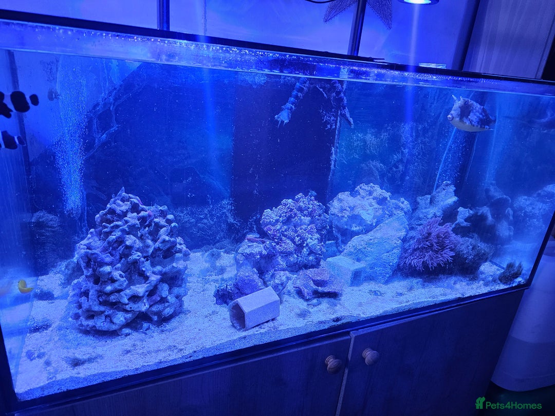 Other/Mixed Breed fish for sale: Various marine fish & Complete set up - Image 2