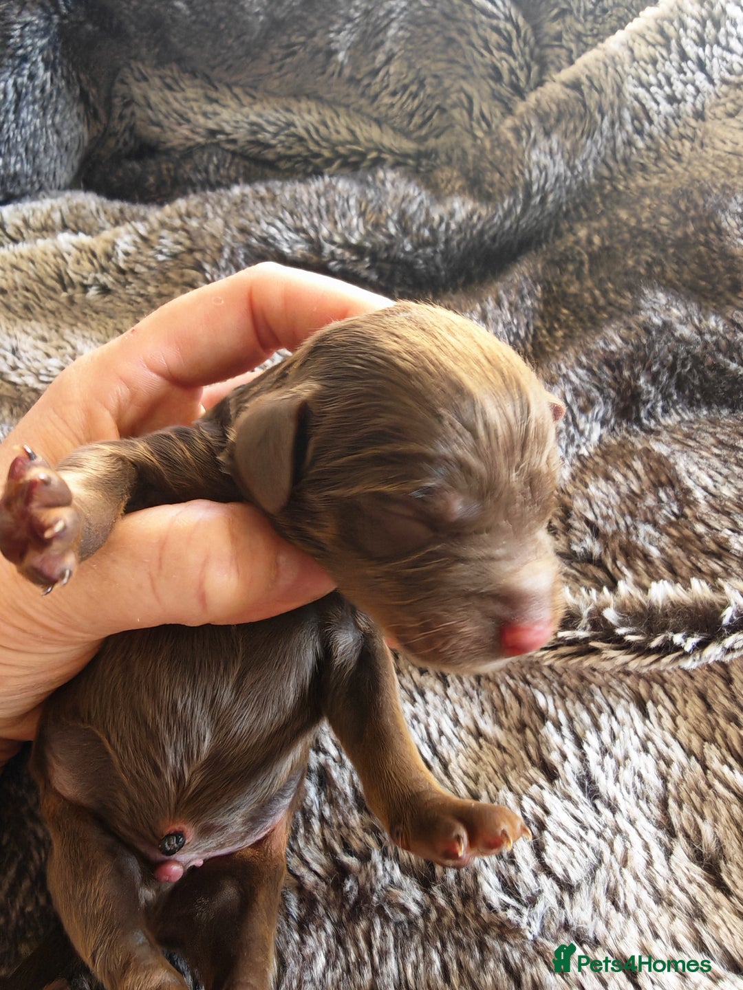 Cockapoo dogs for sale: Cockapoos F1 DNA Health tested patents - Advert 7