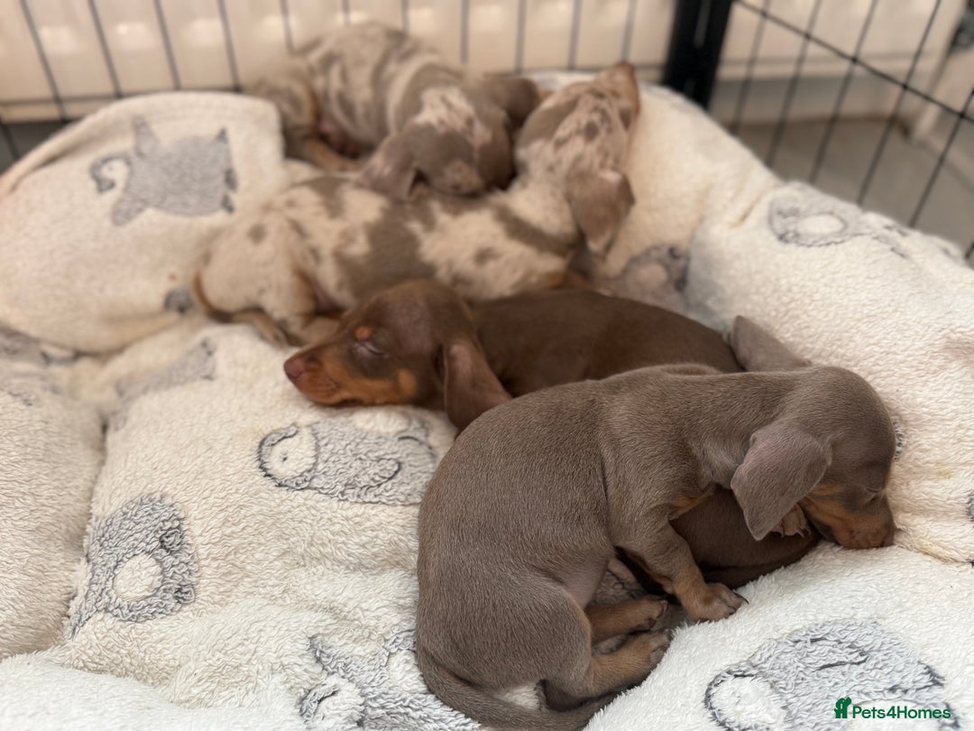 Miniature Dachshund dogs for sale: Stunning Kennel Club Registered Litter - Image 6