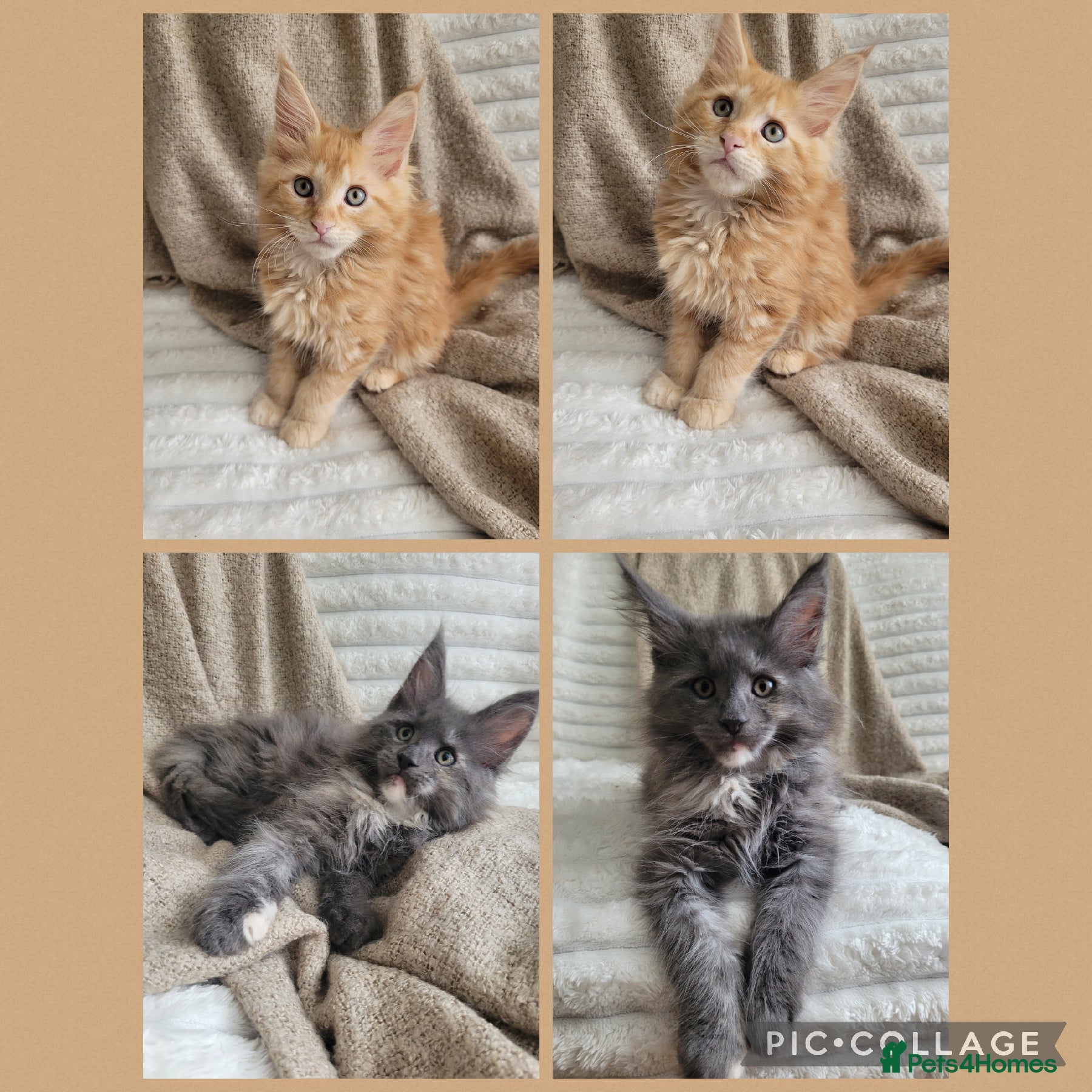 Maine Coon cats 🤍🐈‍⬛GORGEOUS 10WEEK OLD MAINE COON KITTENS🐈‍⬛🤍 - Advert 2