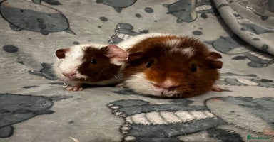 Guinea Pig rodents - Advert 1