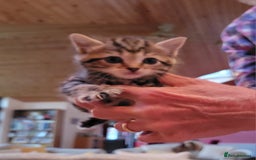 Mixed Breed cats for sale: Beautiful kittens for sale - Image 9