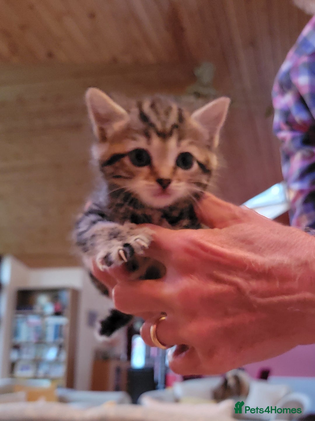 Mixed Breed cats for sale: Beautiful kittens for sale - Image 9