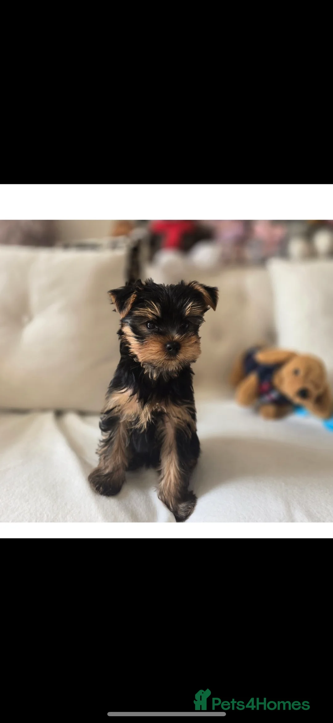 Yorkshire Terrier dogs for stud: FOR STUD KC registered Yorkshire Terrier - Advert 4