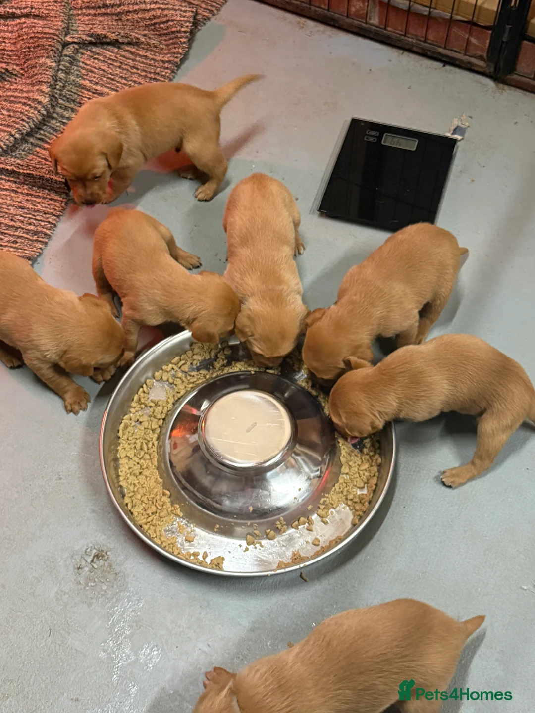 Labrador Retriever dogs for sale: FULLY HEALTH TESTED FOX RED LABRADOR PUPPIES - Advert 4