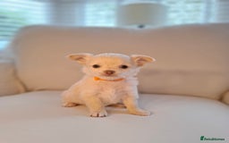 Chihuahua dogs for sale: Chihuahua puppies for sale - Image 22