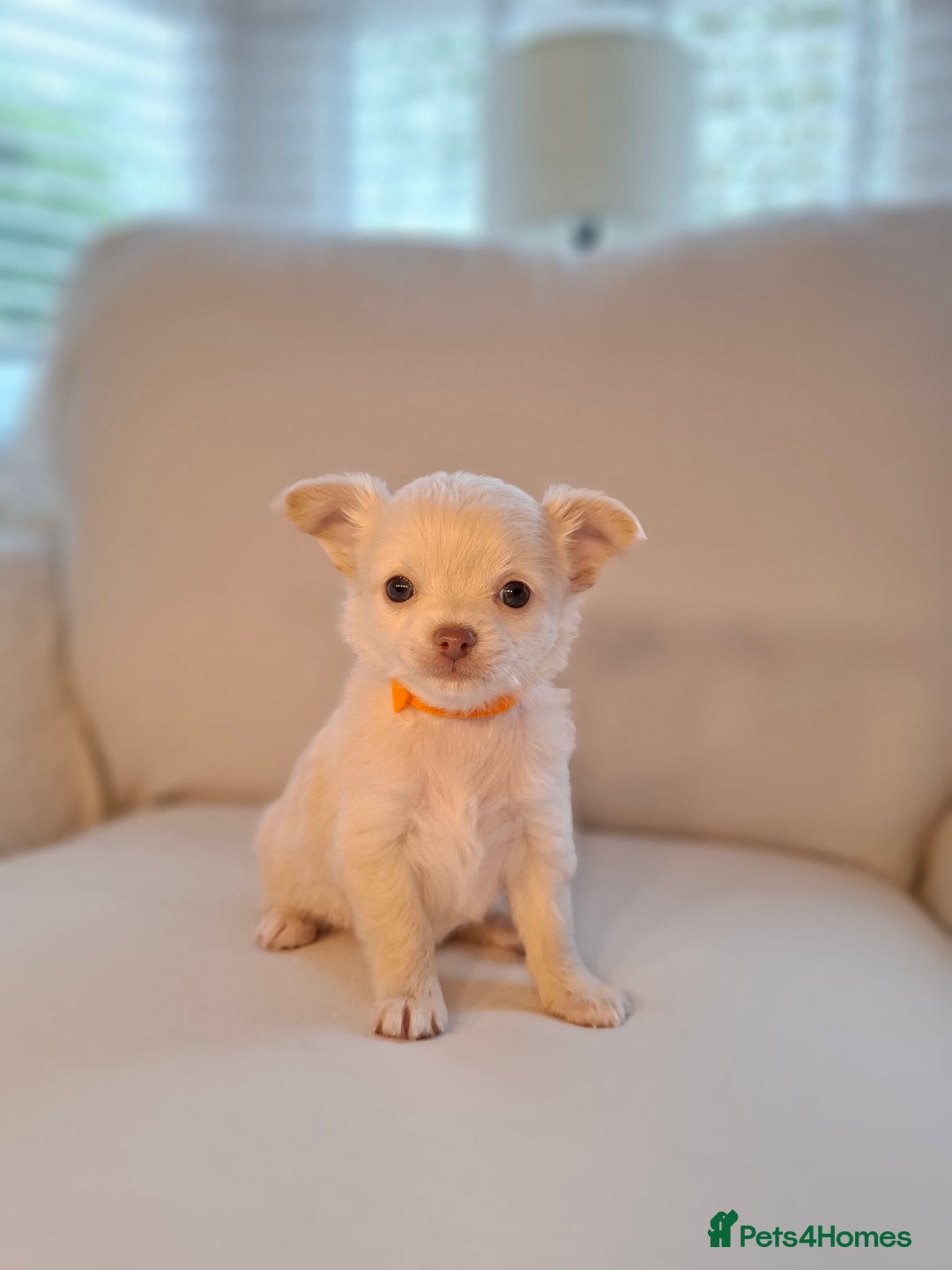 Chihuahua dogs for sale: Chihuahua puppies for sale - Image 22