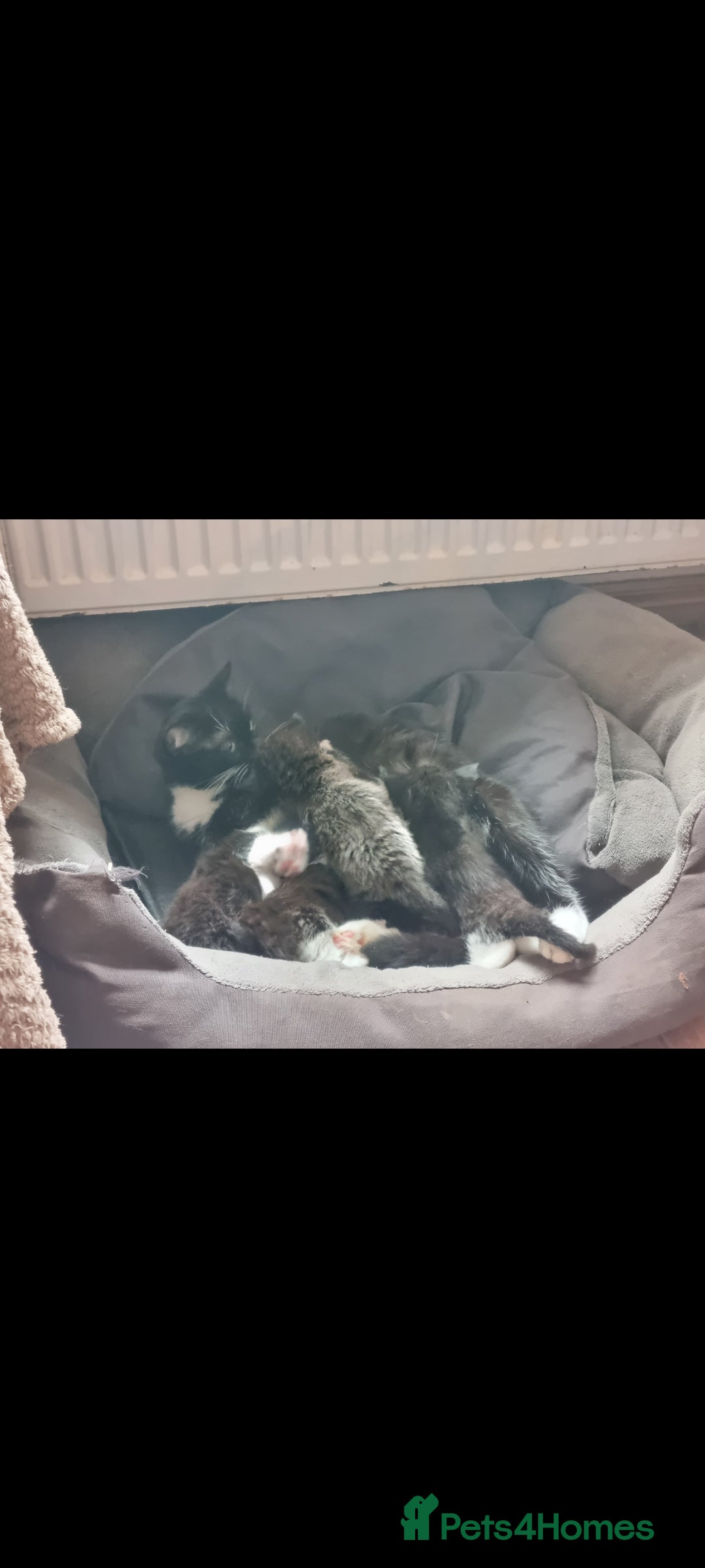 Mixed Breed cats 4 Beautiful playful kittens - Advert 1